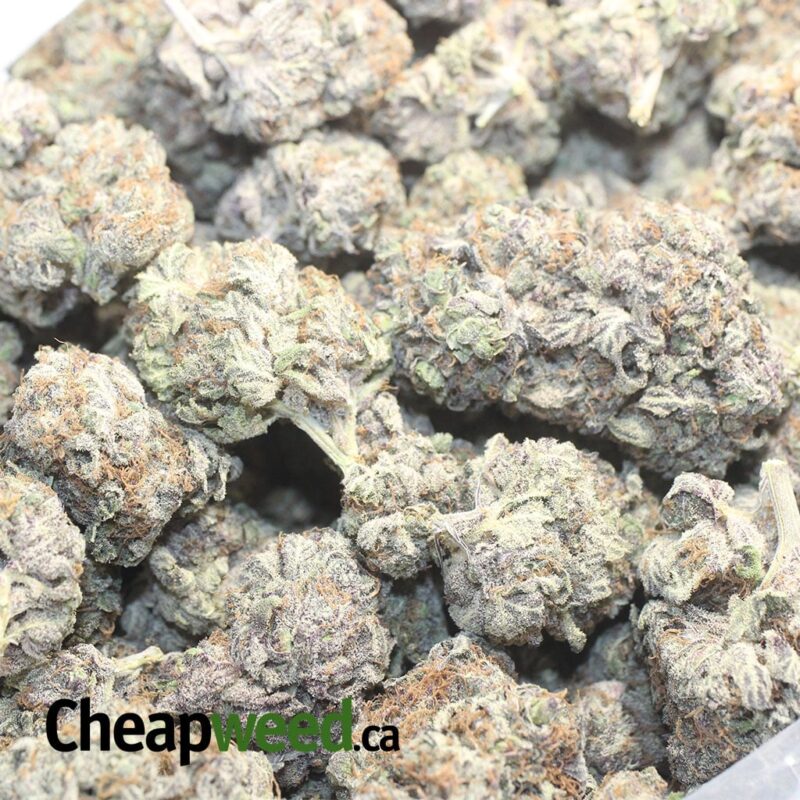 Grape Stomper – *Deal Of The Day* - Image 3