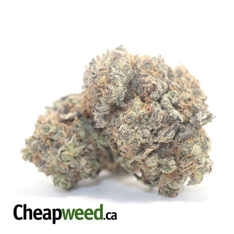 Grape Stomper – *Deal Of The Day* - Image 2