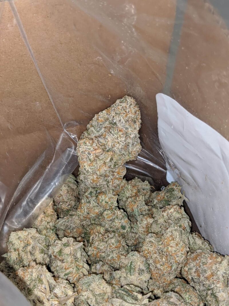 Garlic Breath - Image 6