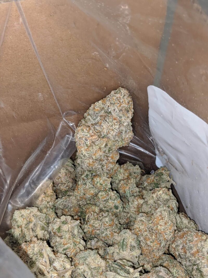 Garlic Breath - Image 5