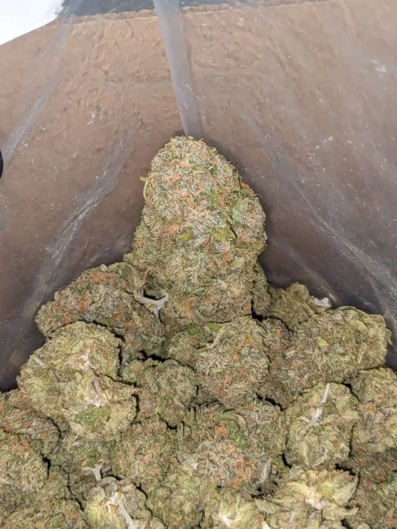 Gelato Zkittles - Image 4