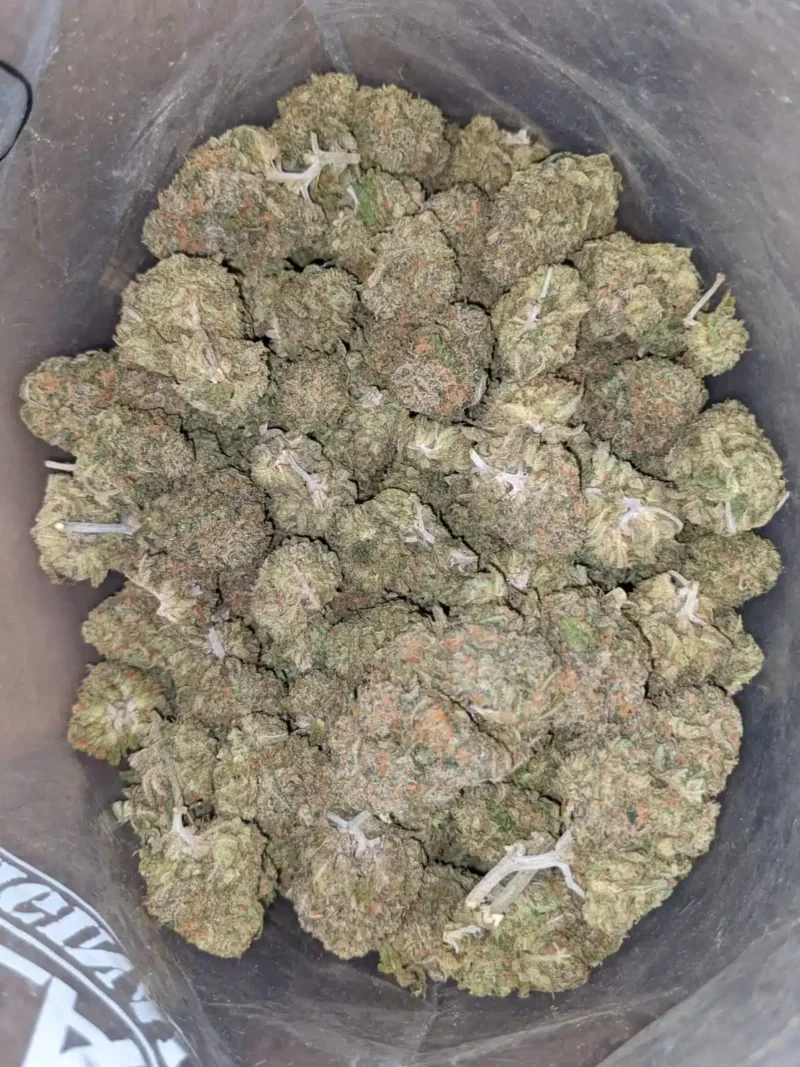 Gelato Zkittles - Image 6