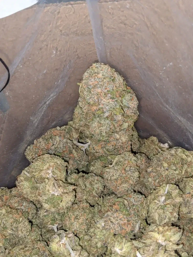 Gelato Zkittles - Image 7