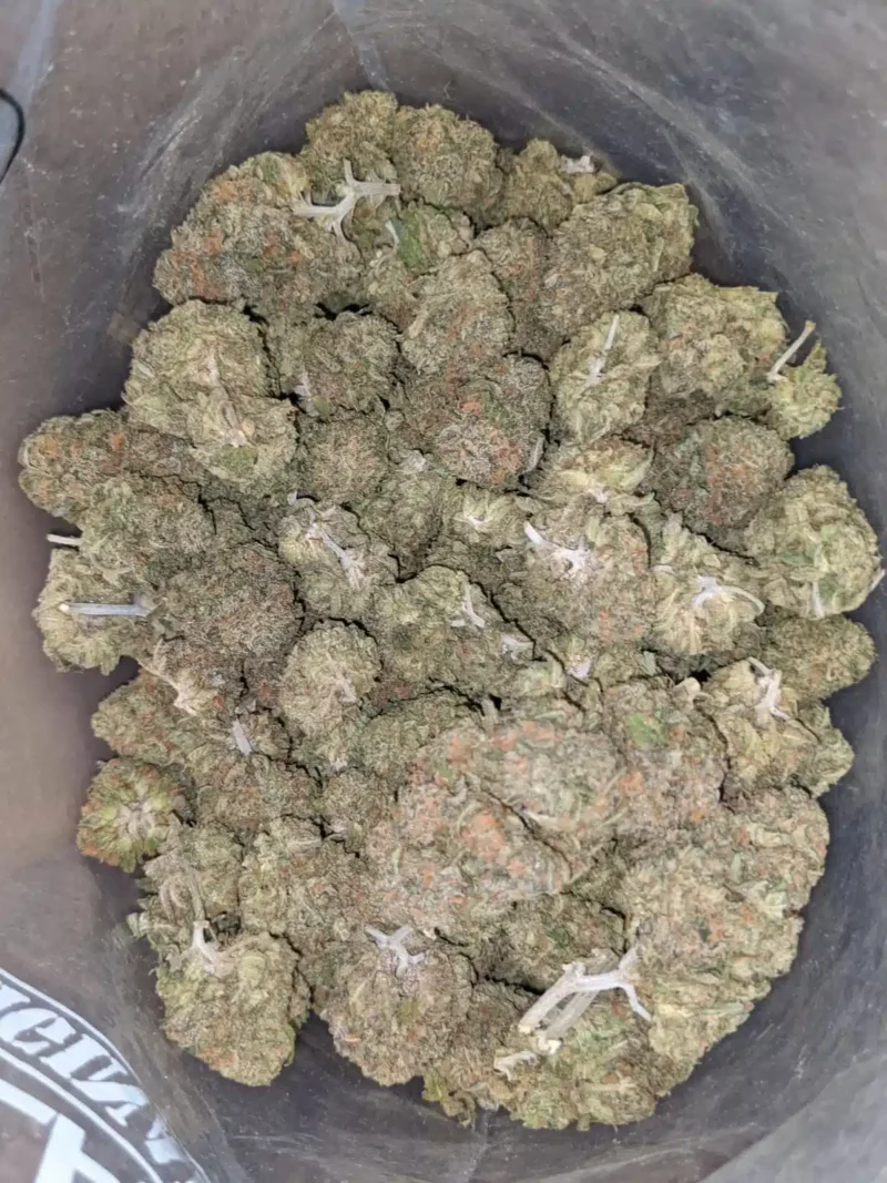 Gelato Zkittles - Image 5