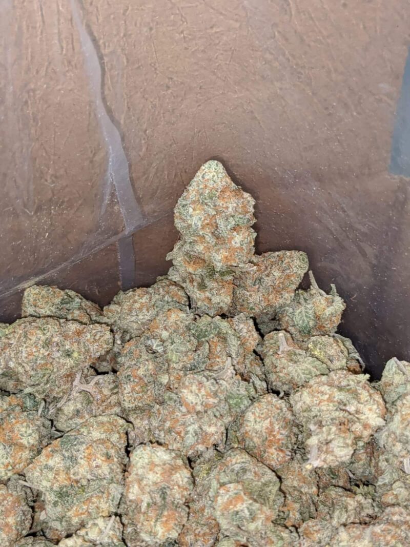 $ 49 Oz – Golden Goat - Image 6