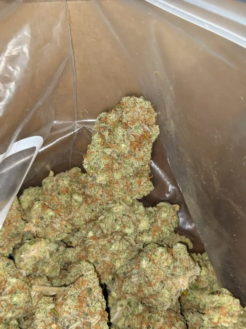 Golden Goat - Image 7