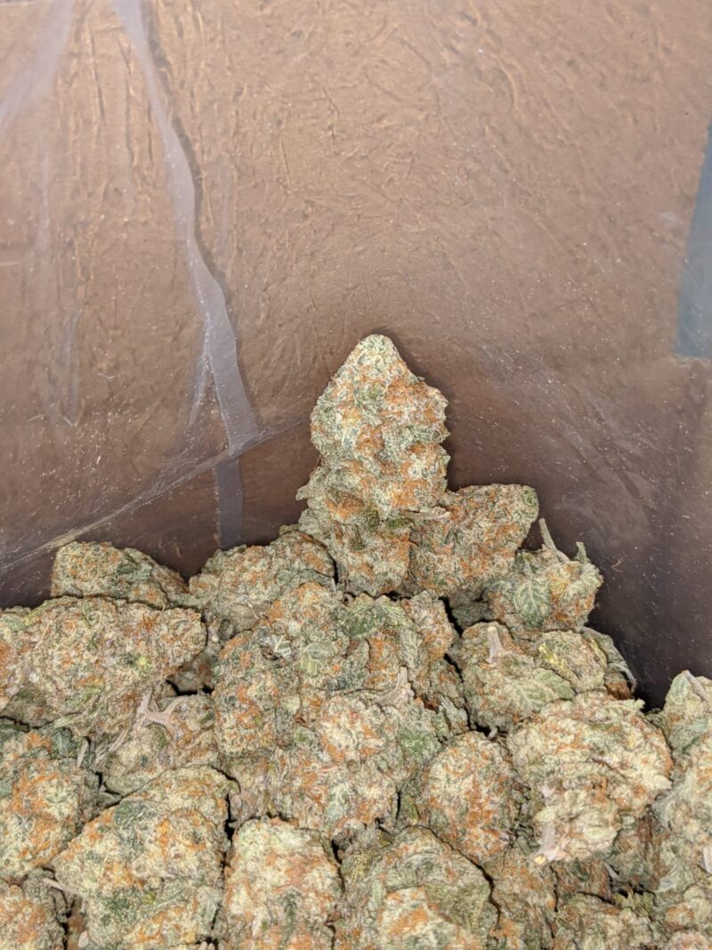 $ 49 Oz – Golden Goat - Image 5