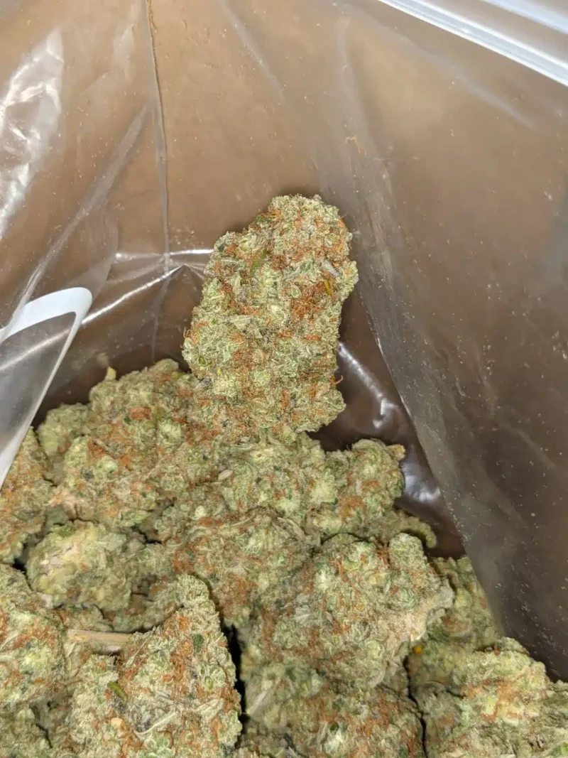 Golden Goat - Image 4