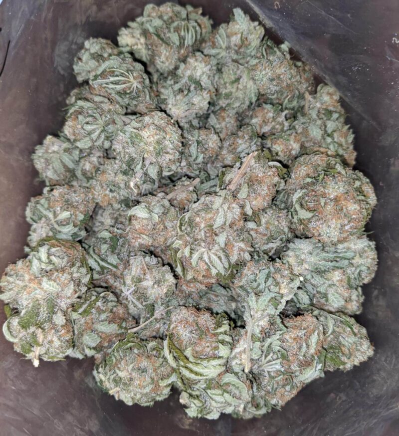 Grape Kush - Image 6