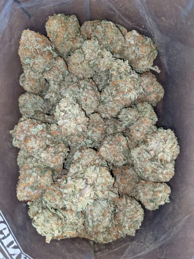 Grease Monkey - Image 6