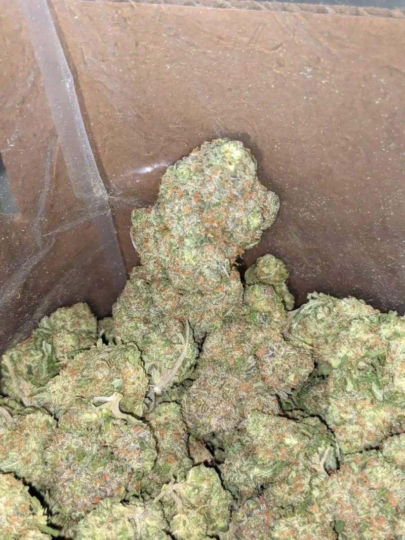 Greenfarm’s Animal Cookies - Image 7