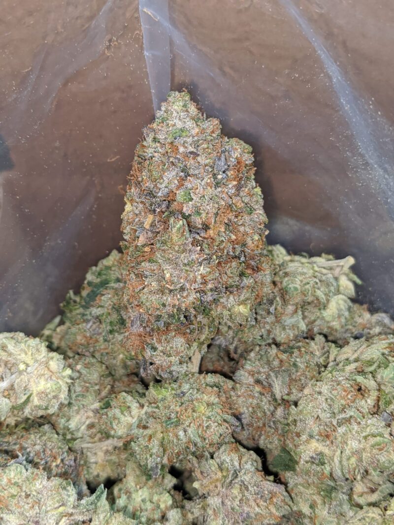 Greenfarm’s Death Bubba - Image 6