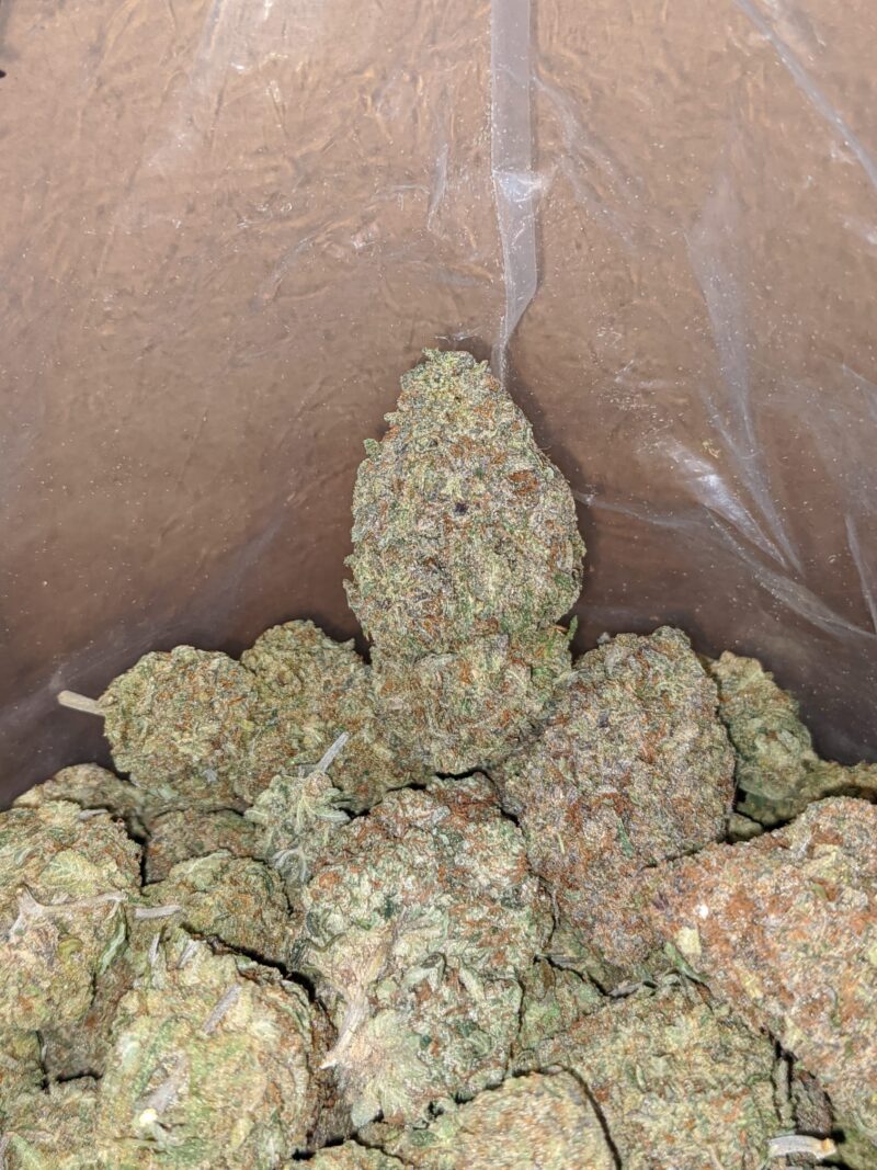 Greenfarm’s Nuken - Image 4