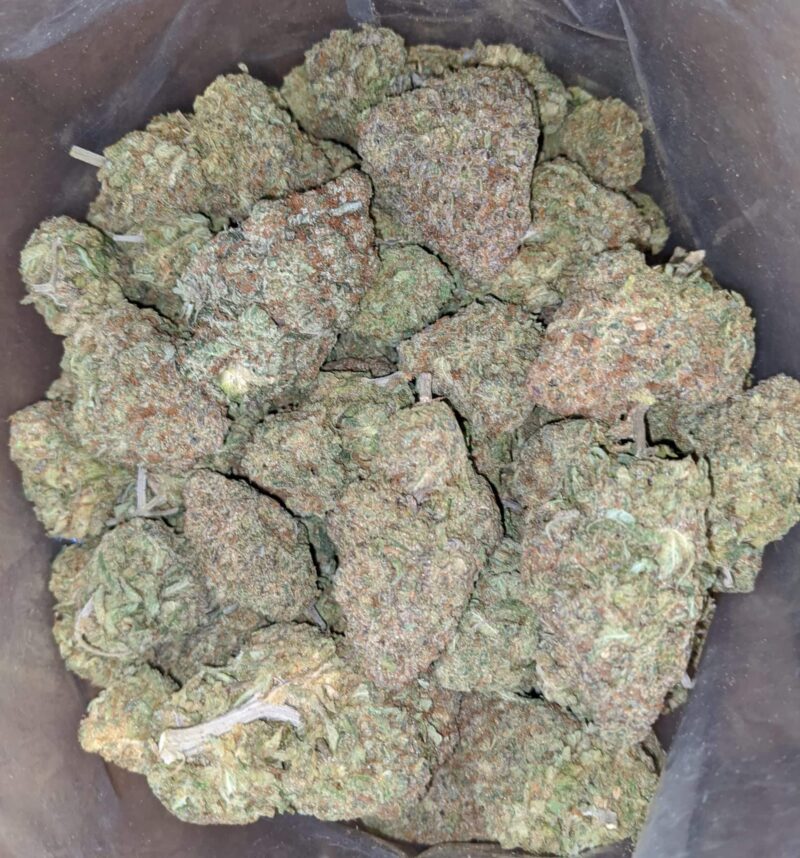 Greenfarm’s Nuken - Image 7