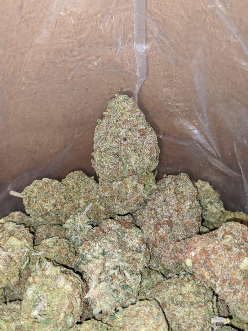 Greenfarm’s Nuken - Image 6