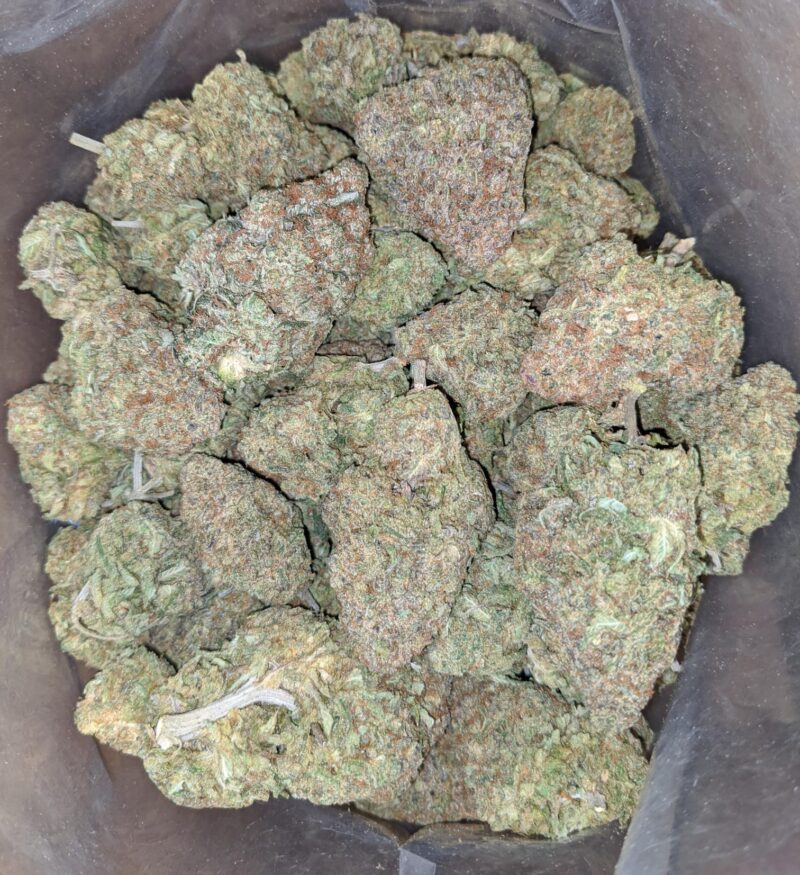 Greenfarm’s Nuken - Image 5