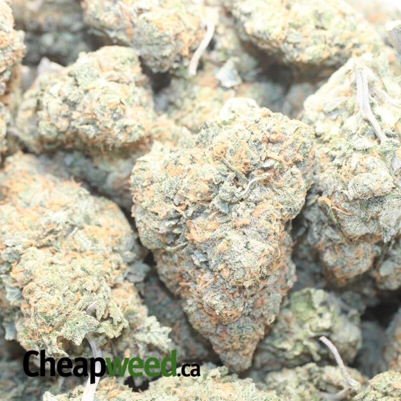 Hawaiian Mayan Gold - Image 3