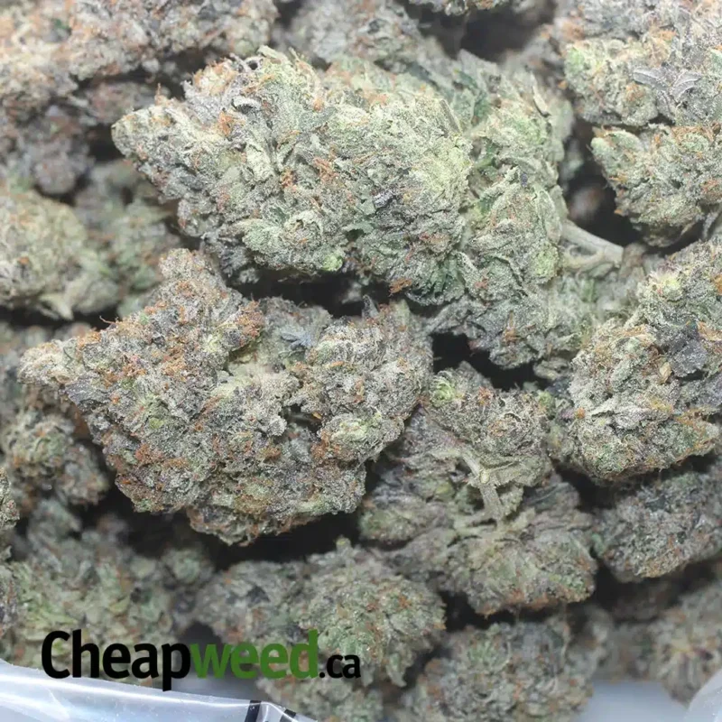 Holy Grail - Image 3