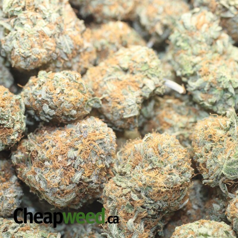 Honey Bunz - Image 3