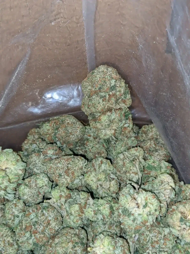 Hindu Kush - Image 6