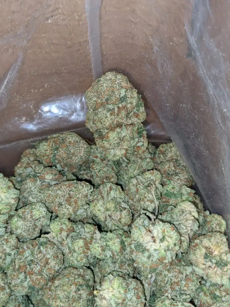 Hindu Kush - Image 7