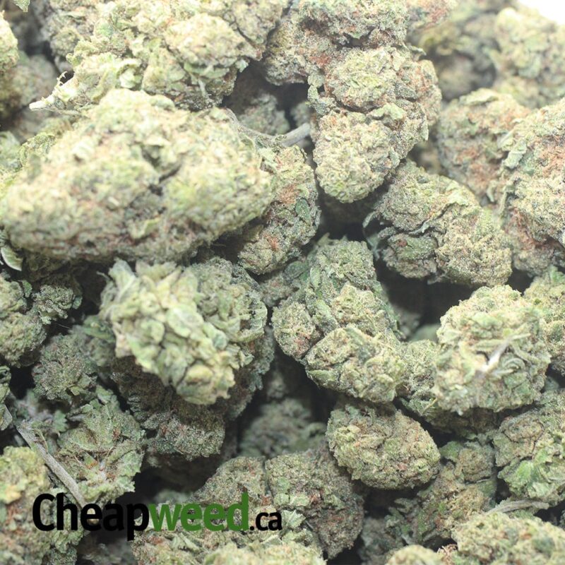 Island Skunk - Image 3