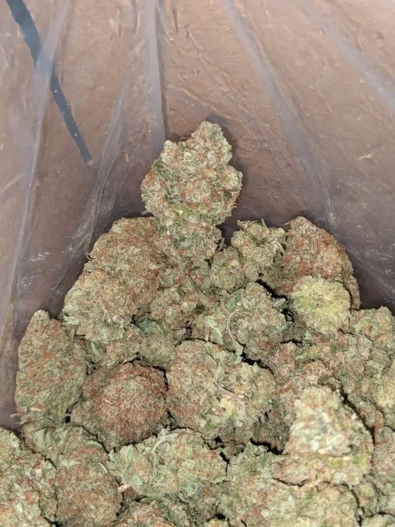 Island Sweet Skunk - Image 5