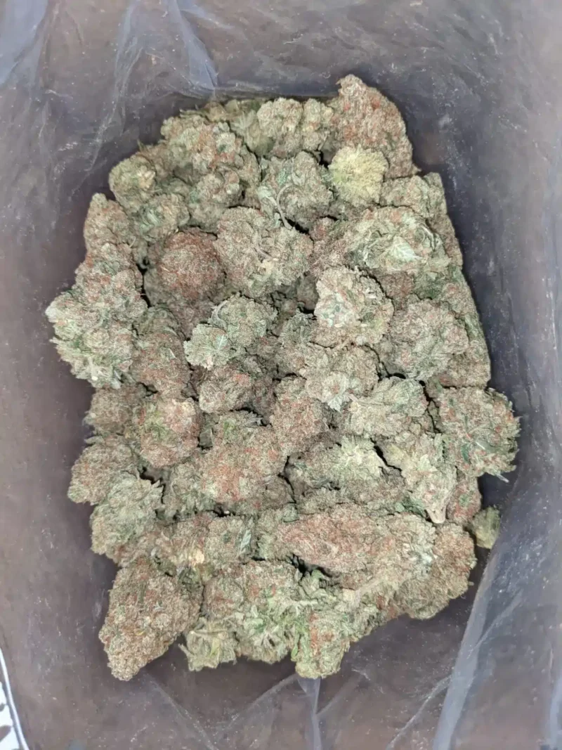 Island Sweet Skunk
