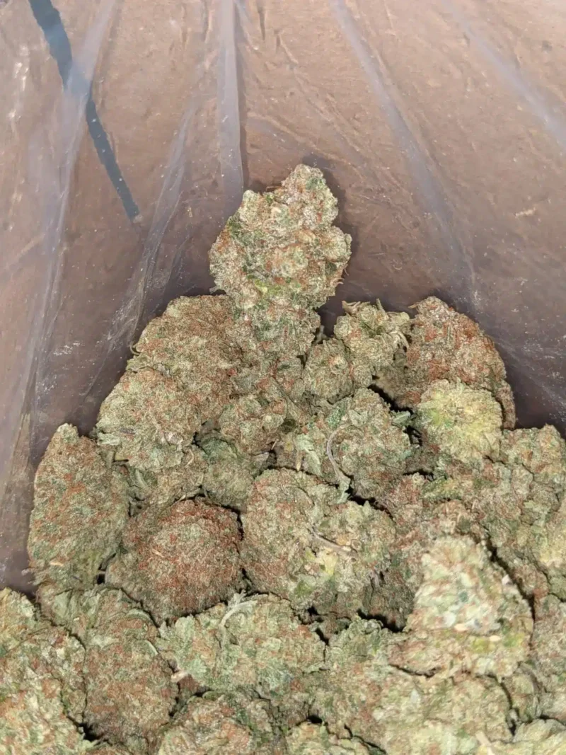 Island Sweet Skunk - Image 3