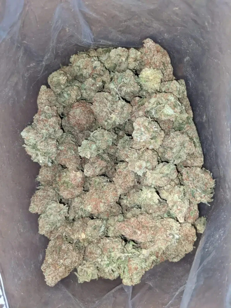 Island Sweet Skunk - Image 2
