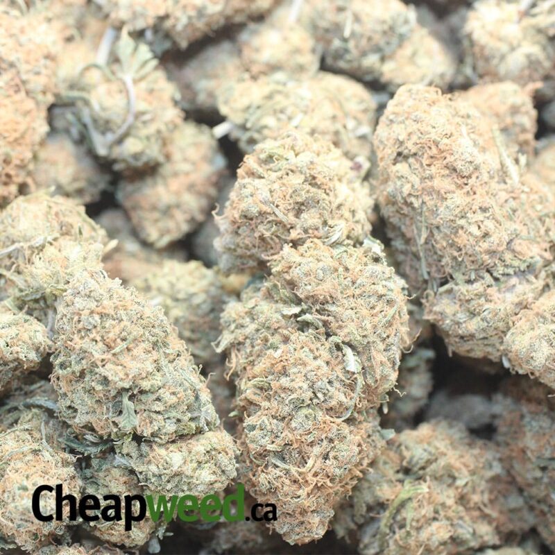 Island Sweet Skunk – *Deal Of The Day* - Image 3