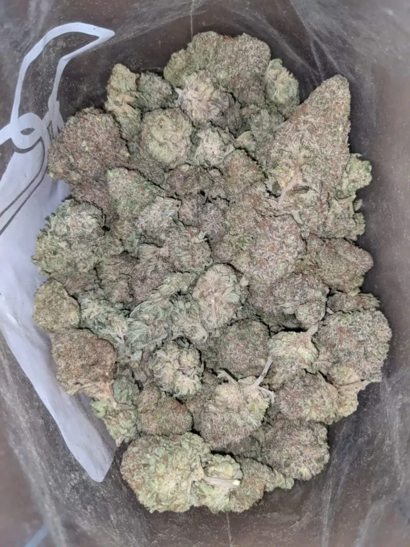 Island Punch - Image 5