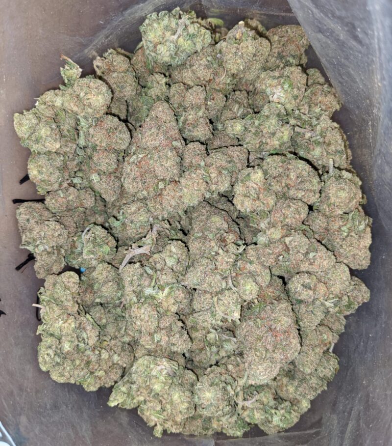 Island Skunk - Image 5