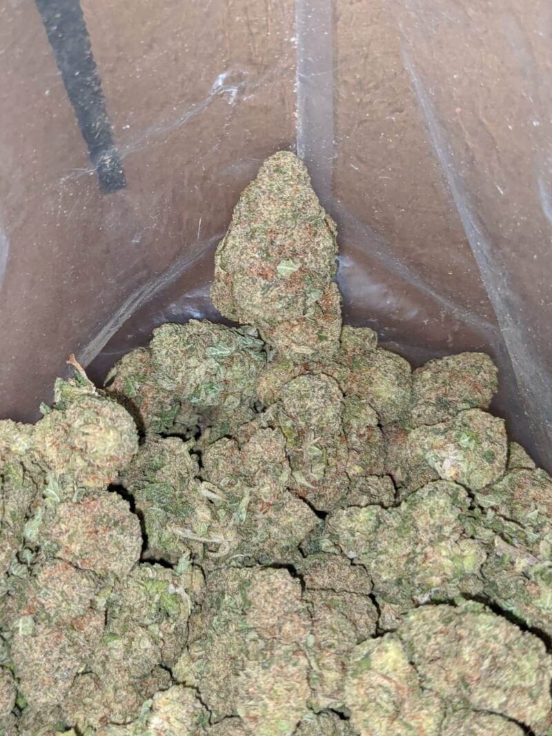 Island Skunk - Image 4