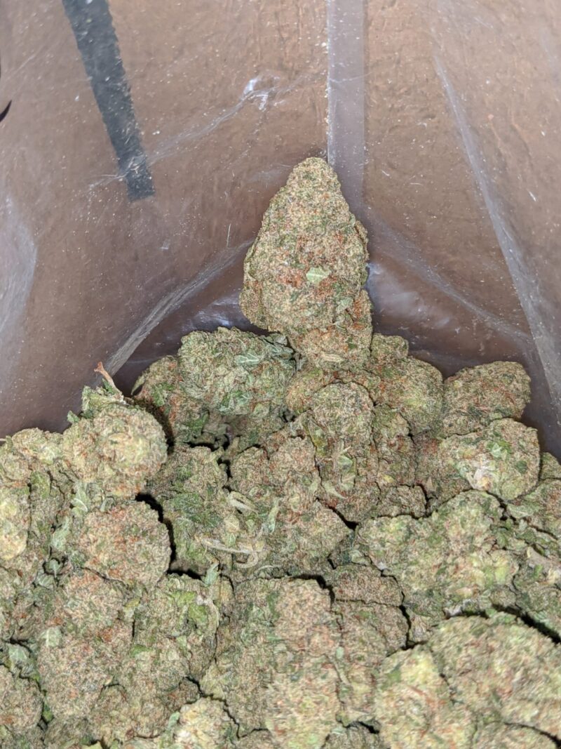 Island Skunk - Image 7