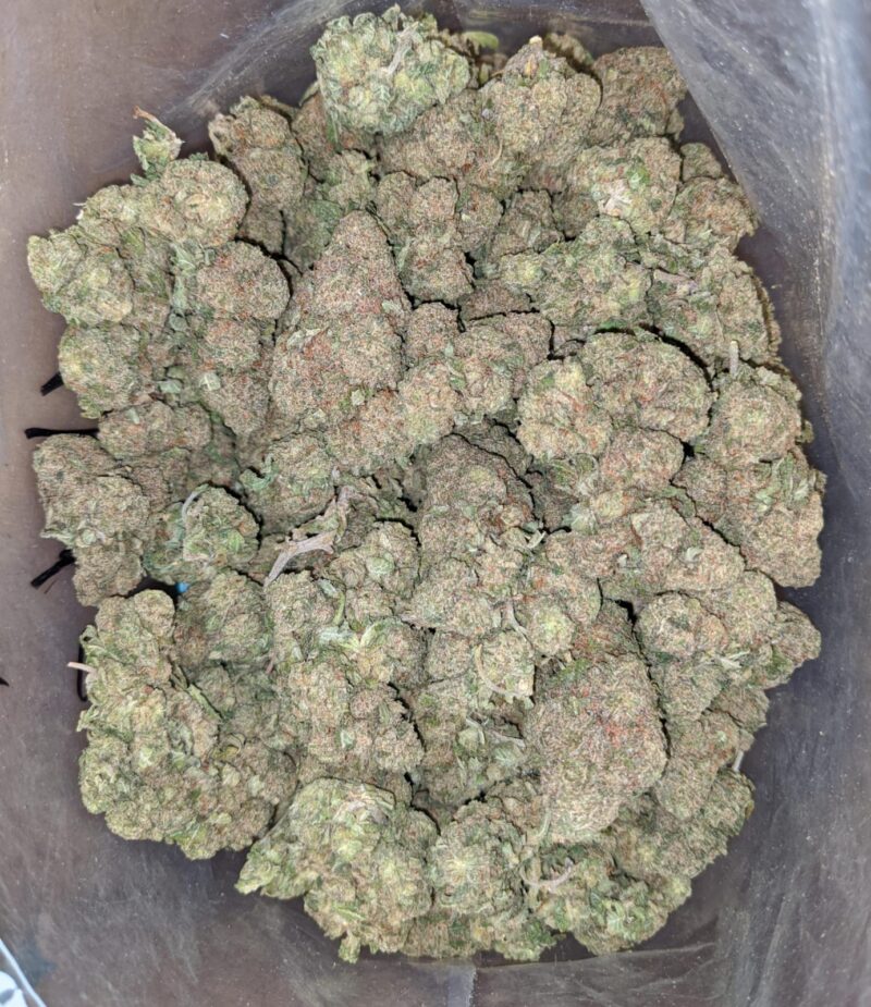 Island Skunk - Image 6