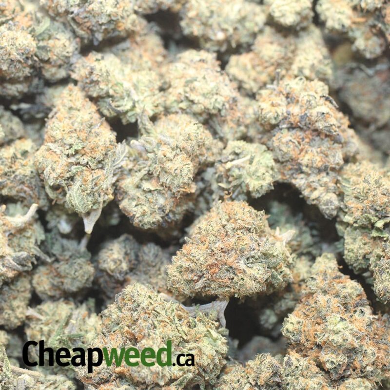 Jack Diesel - Image 3
