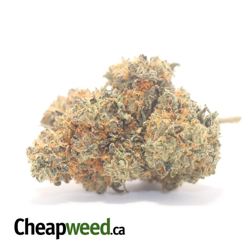 Jack Diesel