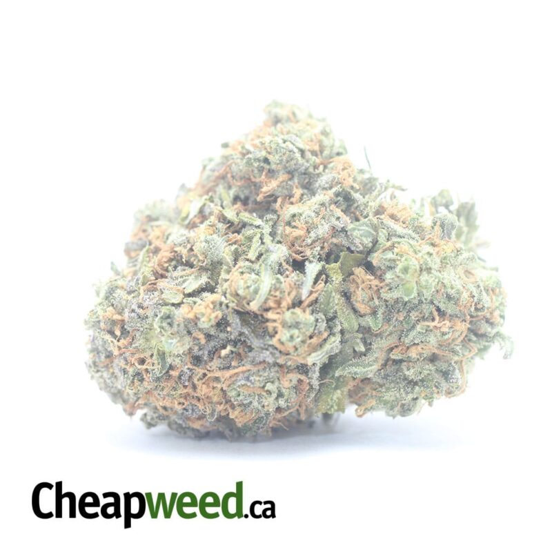Jack Frost #2
