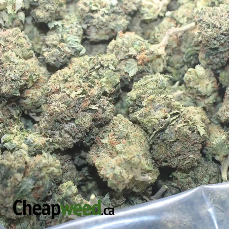 Jedi Kush - Image 3