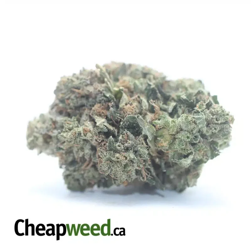 Jedi Kush