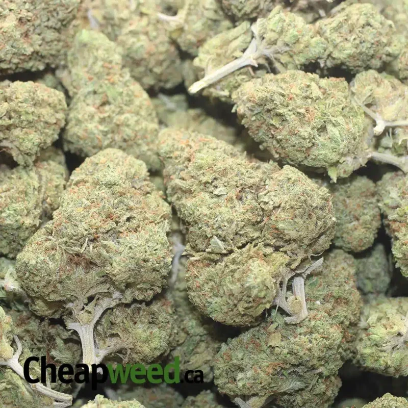 Jetfuel - Image 3