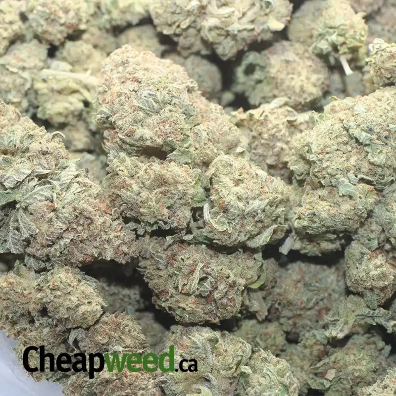 Jetfuel Gelato - Image 3