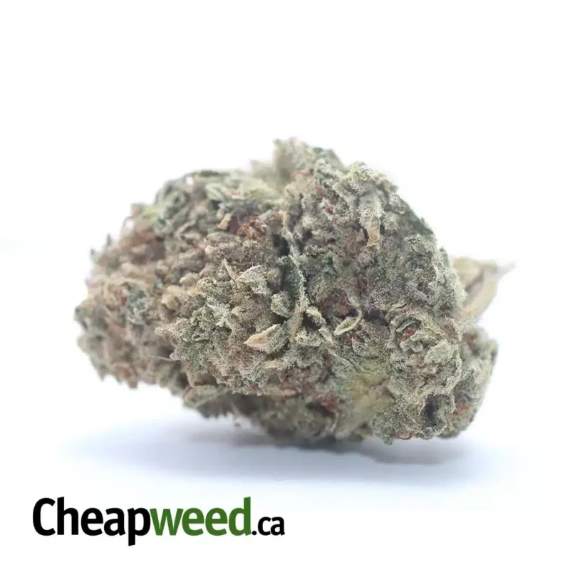 Jetfuel Gelato