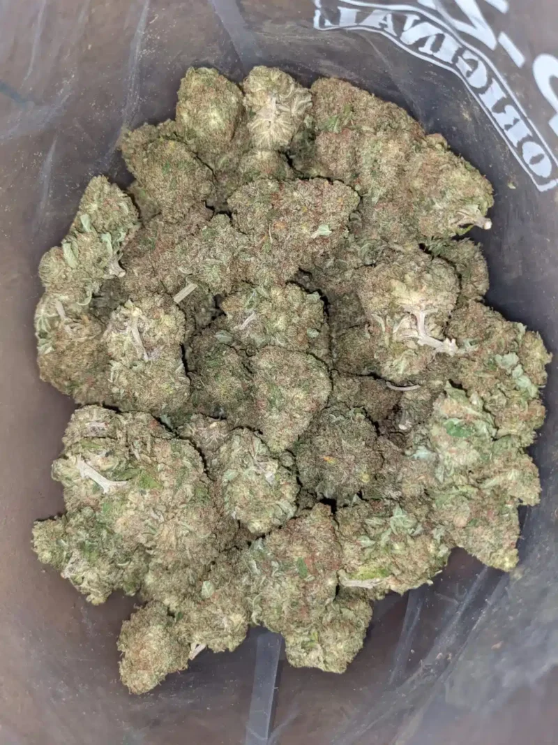 Cannalope Haze - Image 2