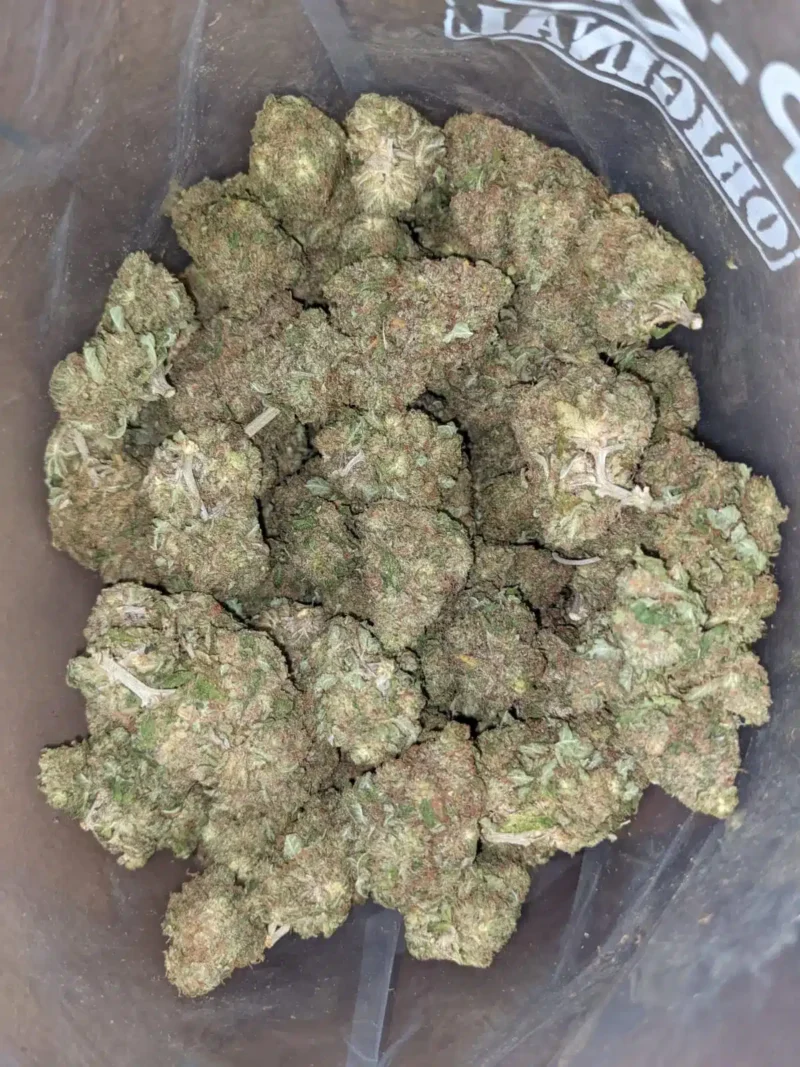 Cannalope Haze