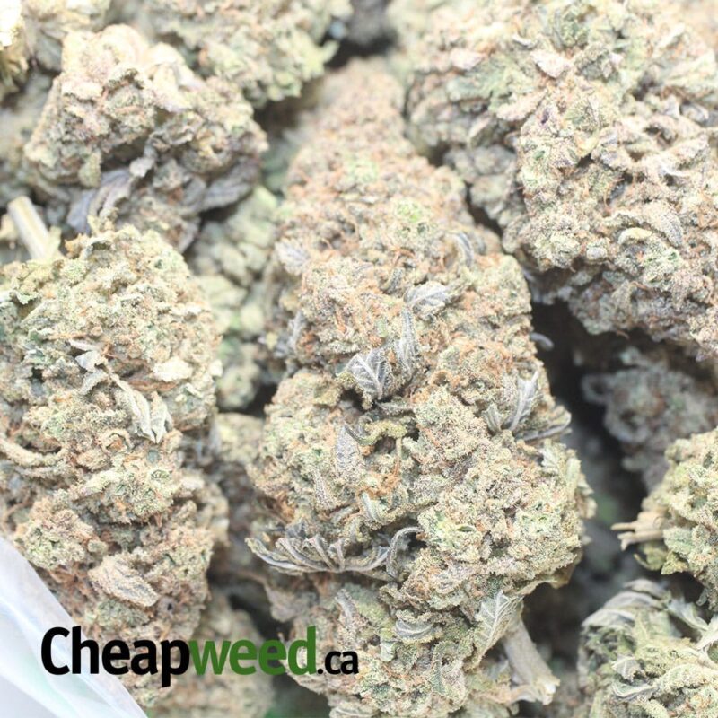 Jungle Breath – *Deal Of The Day* - Image 3