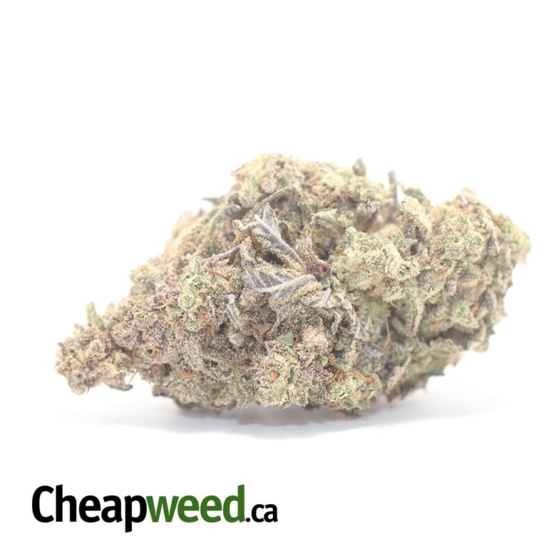 Jungle Breath – *Deal Of The Day*