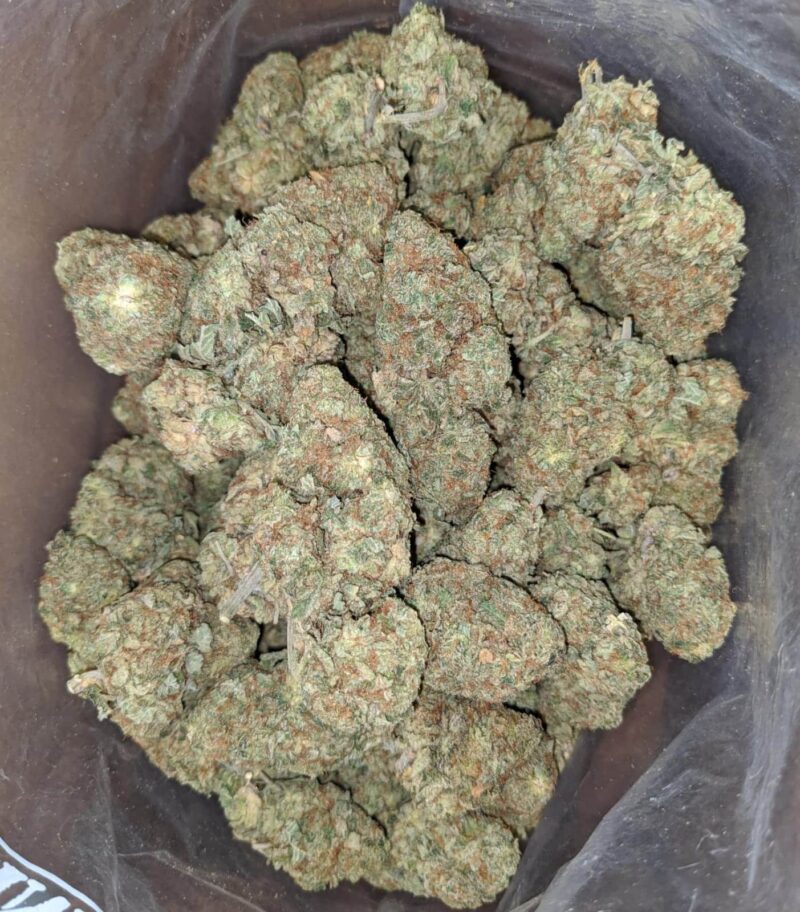 Jack Candy - Image 7