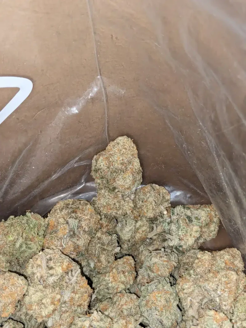 Jack Herer - Image 7